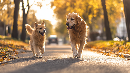 L'importanza delle passeggiate per i cani: perché il giardino non basta