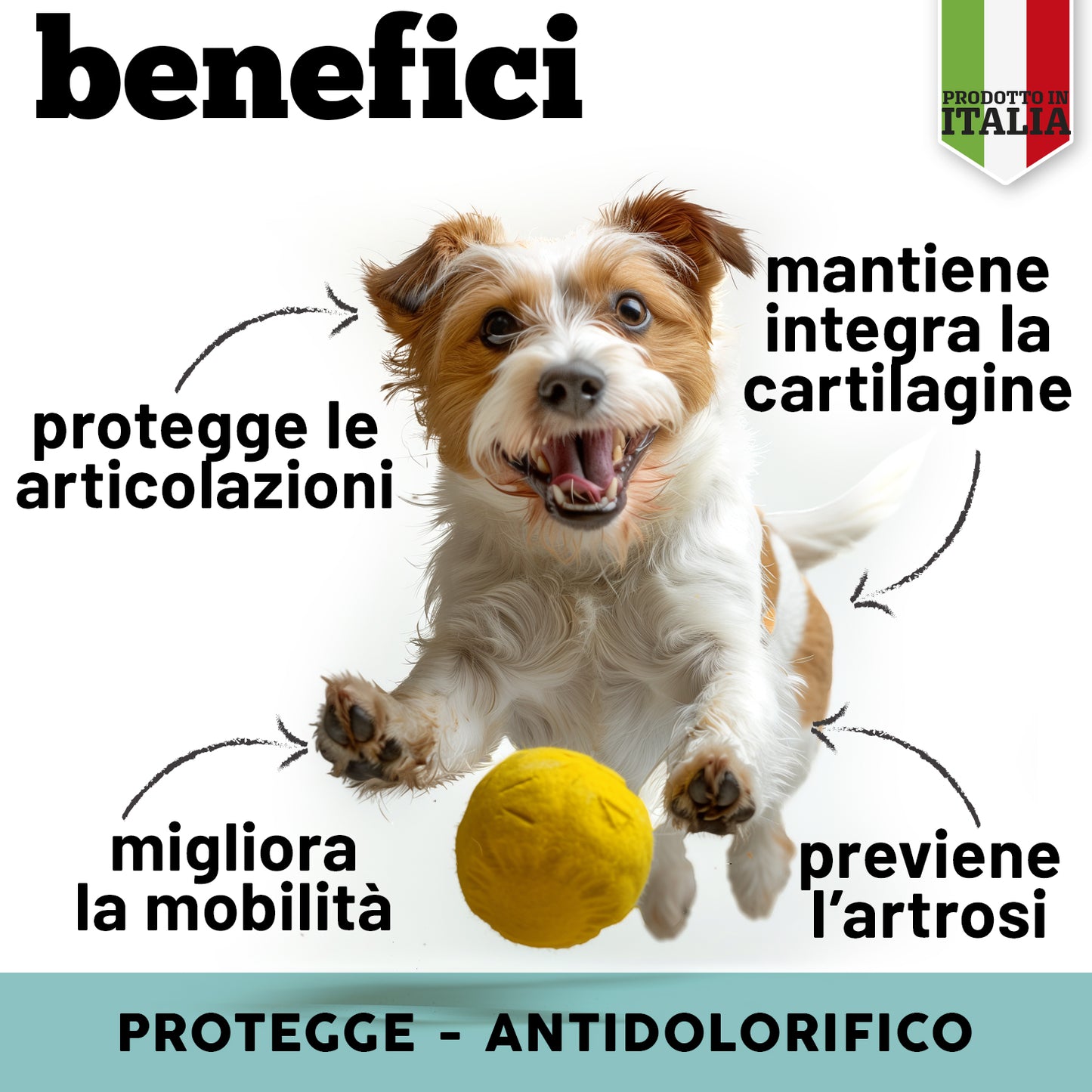 Articolazioni