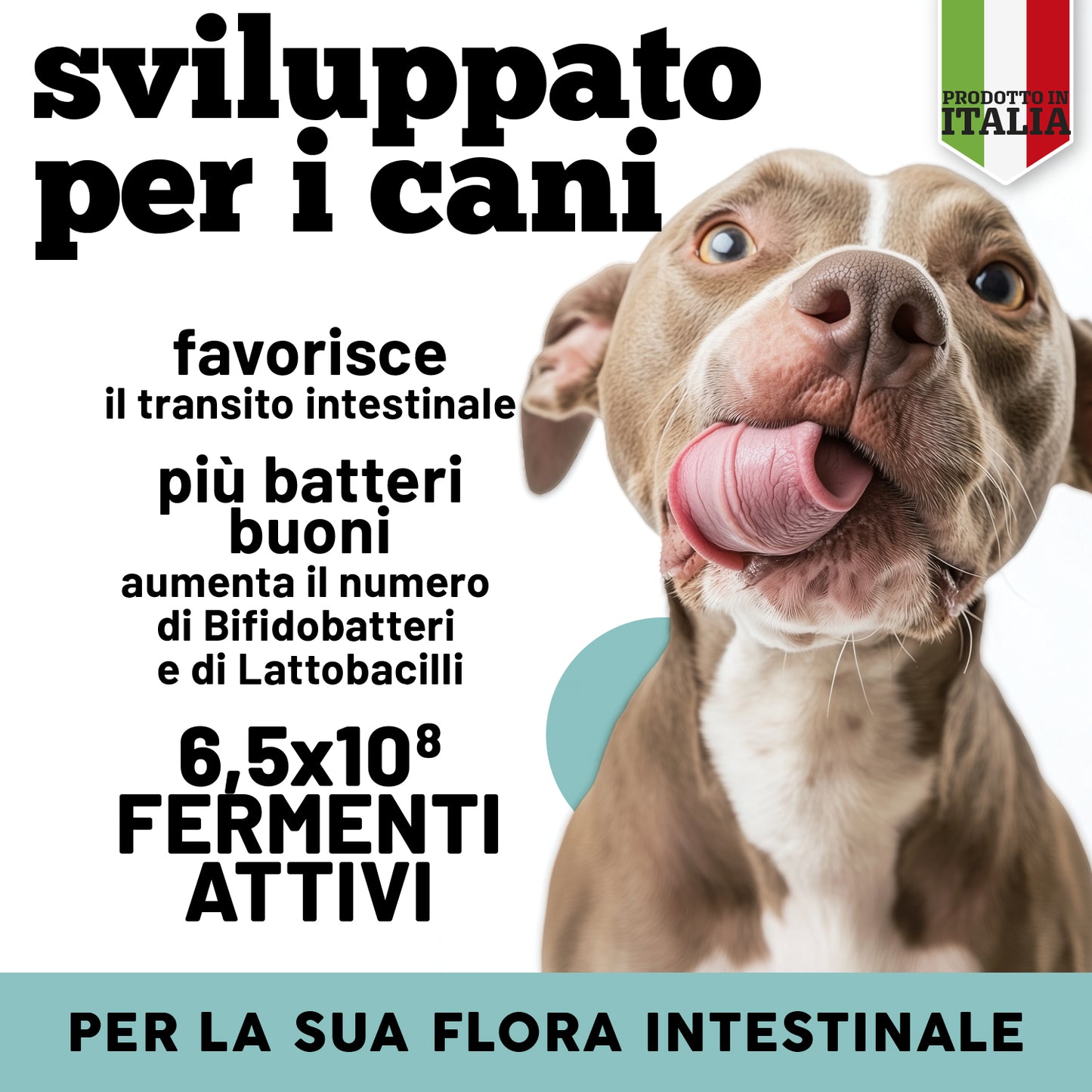 Fermenti