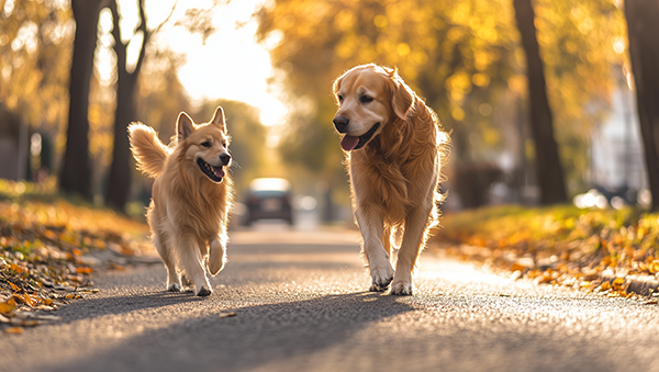 L'importanza delle passeggiate per i cani: perché il giardino non basta