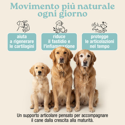 Articolazioni