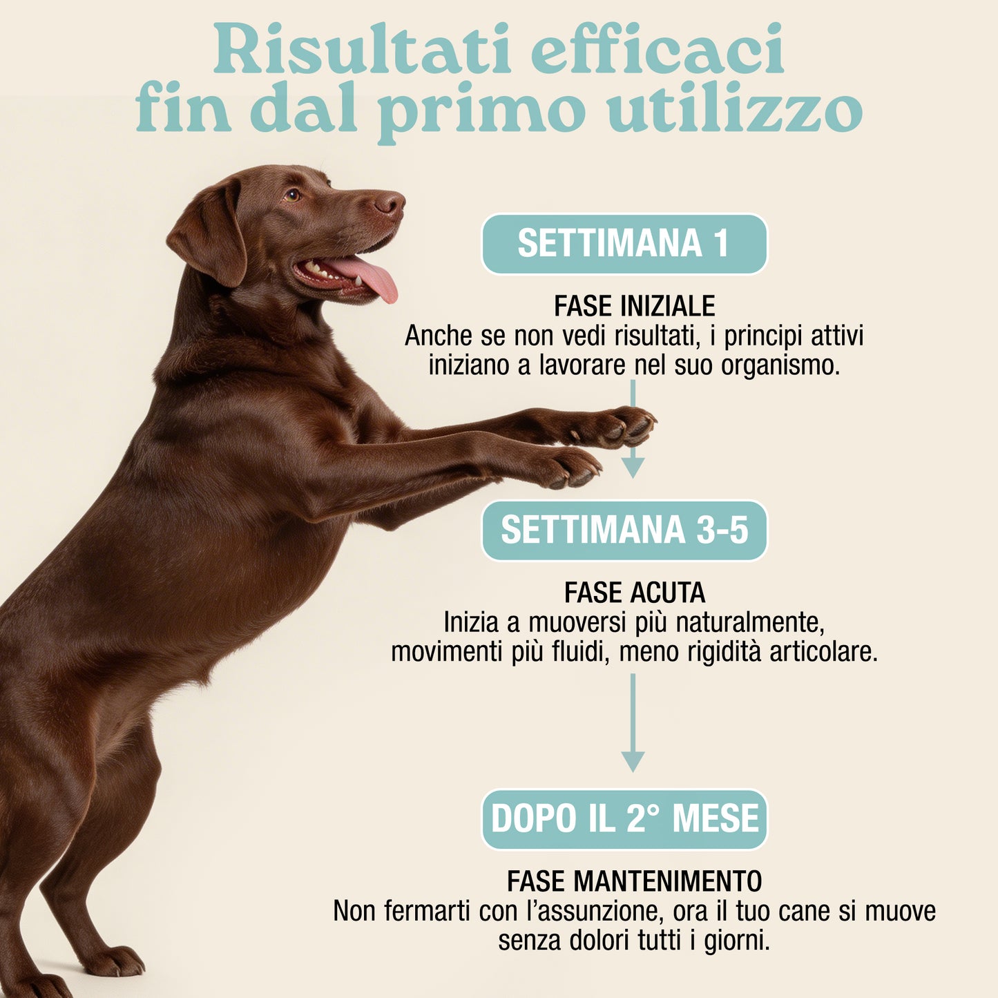 Articolazioni