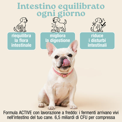 Fermenti