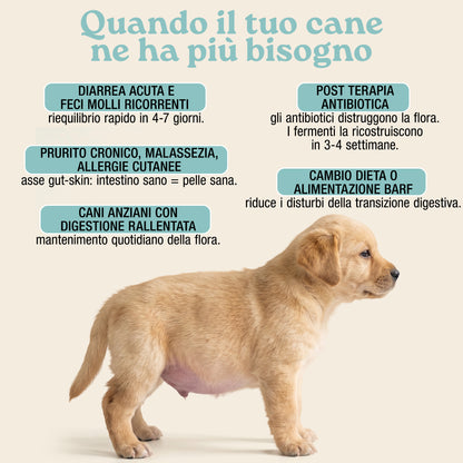 Fermenti