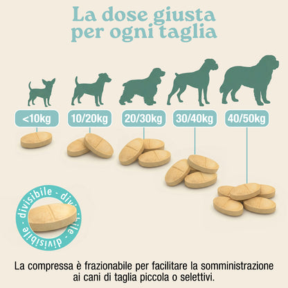 Fermenti