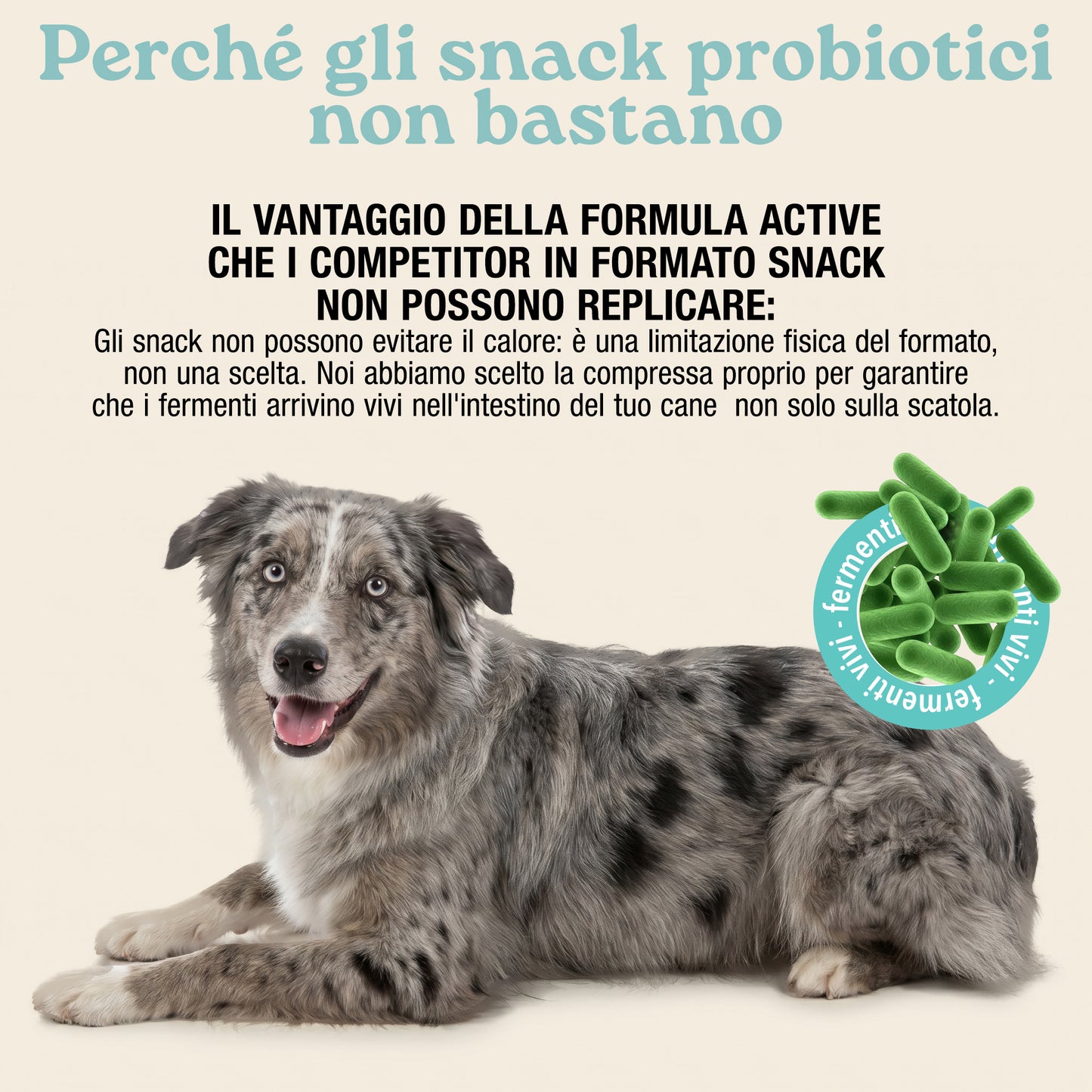 Fermenti