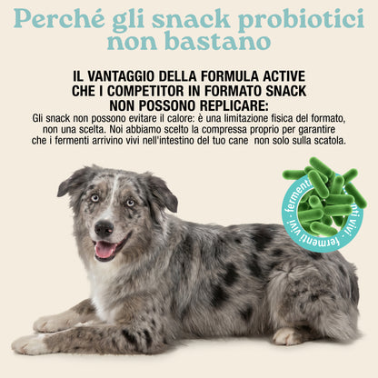Fermenti