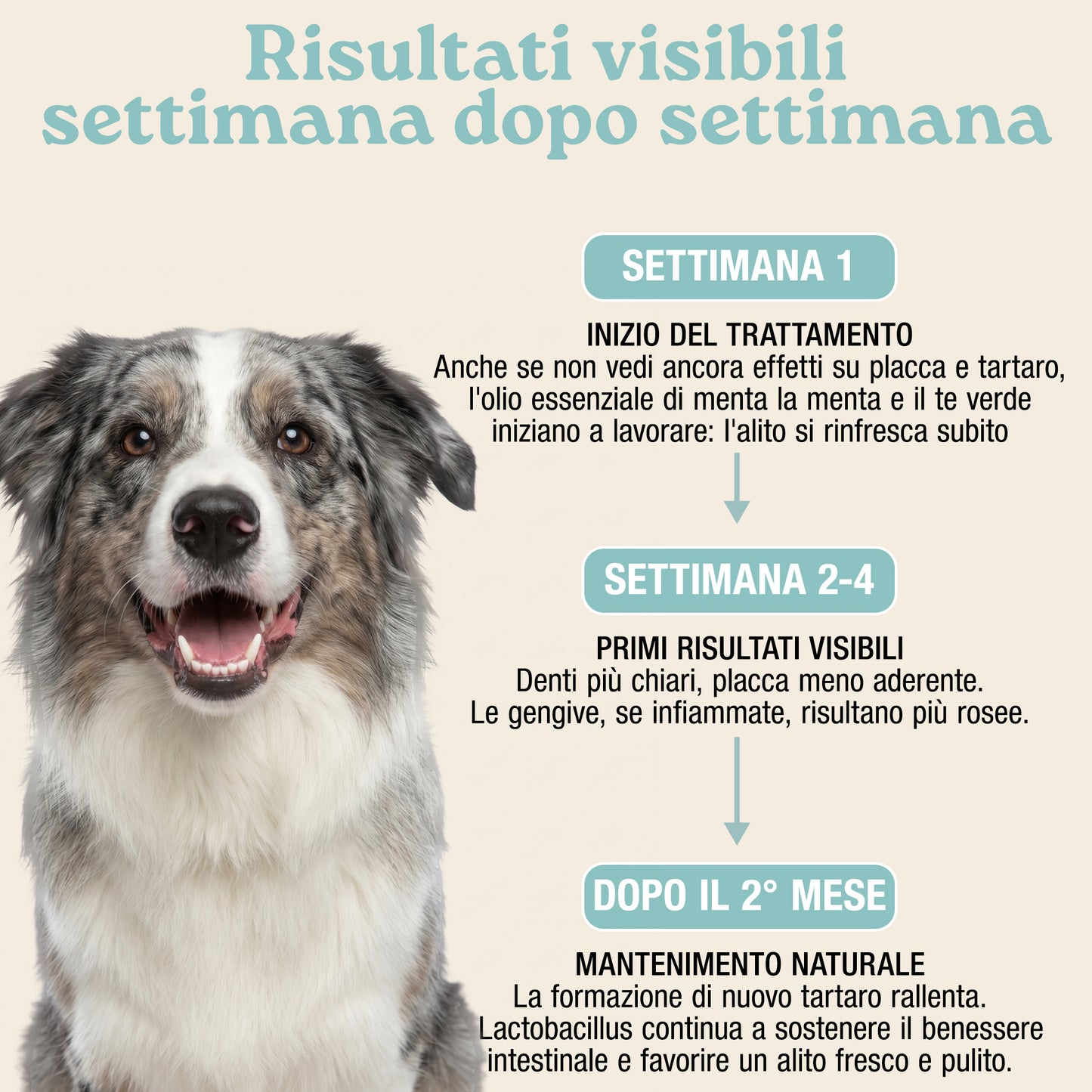 Placca, Tartaro e Alito fresco